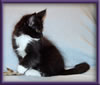 Black and White Female Maine Coon